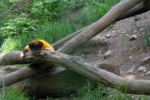 Yellow-throated marten (Martes flavigula) resting on dry tree. Very interesting beast from Korea.
