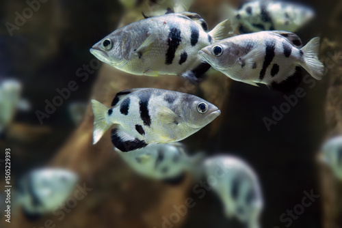 Banded archerfish (Toxotes jaculatrix), a school of interesting fish in an aquarium.