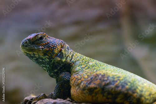 Uromastyx aegyptia, species of lizard in the family Agamidae, portrait of an interesting lizard.