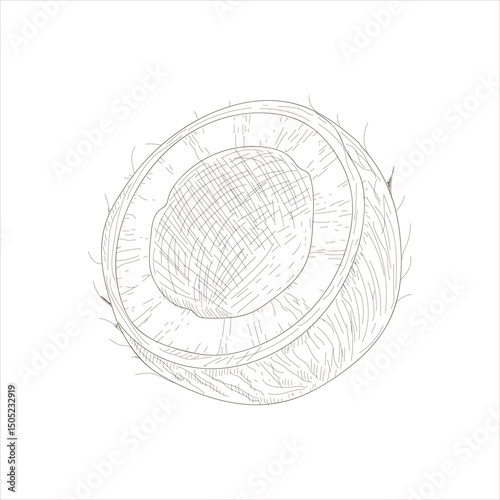 A coconut is drawn in black and white. The drawing is simple and minimalistic, with the focus on the shape and texture of the coconut. Concept of calm and serenity
