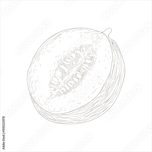 A drawing of a melon with a white background. The melon is cut in half and the seeds are visible
