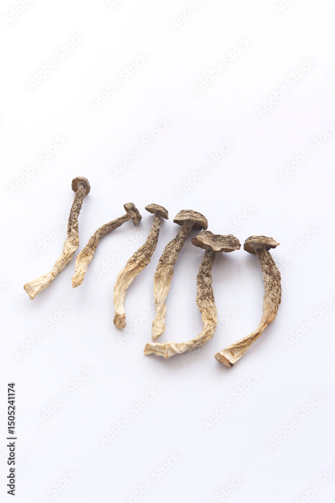 Obraz premium antler mushroom
