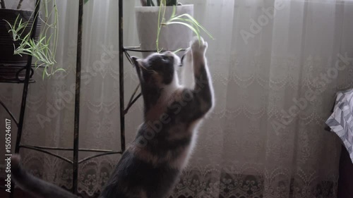 The cat is playing with the flowerpot, cat reaches the stem of a plant in a pot with its paw while playing with them, the cat is a mischievous