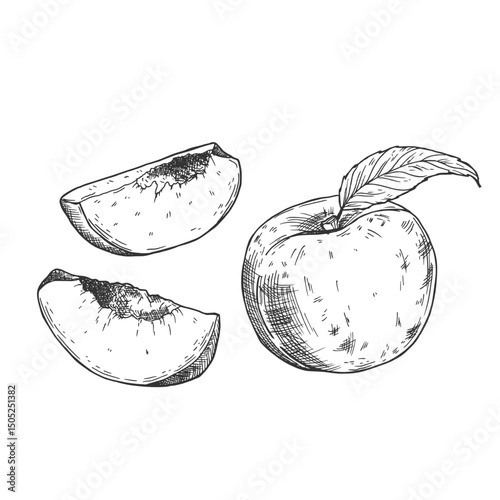 Peach slices set in vector. Hand drawn sketch style summer fruit drawings collection.