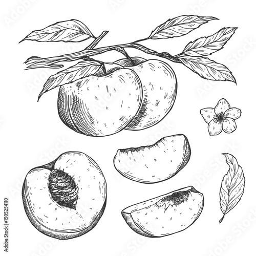 Vector Sketch Peach decorative set. Hand Drawn Botanical Illustrations. Black and white with line art isolated on white backgrounds. Fruits drawings.