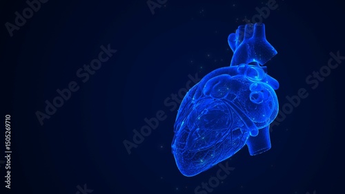 Anatomical Structure of the Human Heart