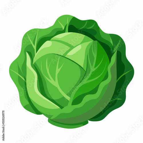Realistic full-body green cabbage illustration on a clean white background, perfect for food, farming, and healthy lifestyle-themed design projects.