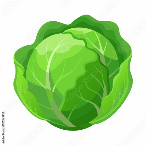 Realistic full-body green cabbage illustration on a clean white background, perfect for food, farming, and healthy lifestyle-themed design projects.
