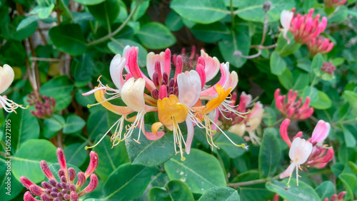 General Stock - gardening...Lonicera - honeysuckle..flower, flowers, flowering spring, plant portrait, may, bloom