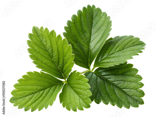 Close-up of Strawberry Plant with Green Leaves Isolated on transparent background, Isolated Png file, Cut-out, Isolate Png, No Background, Isolated object photo