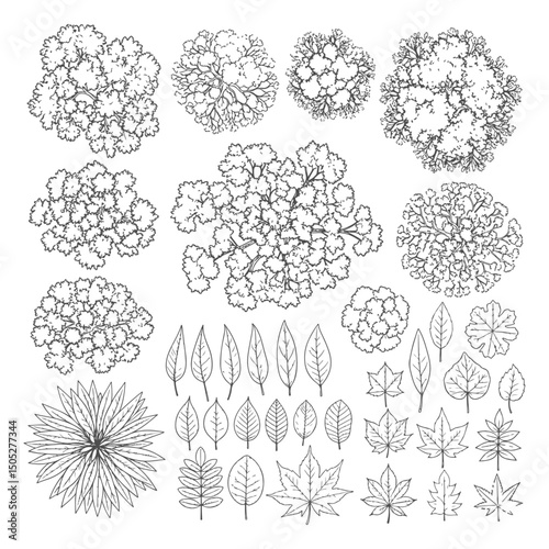 Tree top view, leaf icon set, plant illustration set for architectural design. Tree top view vector collection features diverse tree and leaf sketches for landscape planning, botanical art