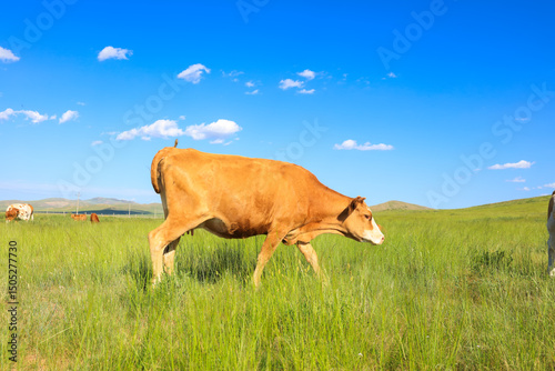 A herd of cattle on the prairie