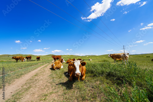 A herd of cattle on the prairie