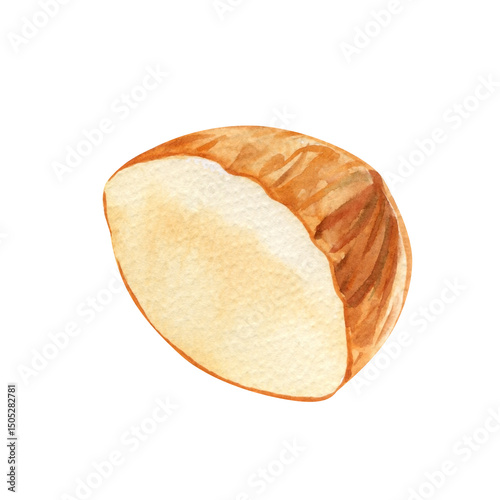 halved almond. Hand-painted brown almond nuts on white background. Watercolor illustration nut art