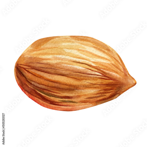 Almond nut art. Watercolor illustration of whole and halved almonds. Hand-painted brown almond nuts on white background.