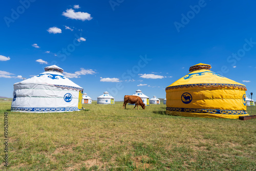 Cattle and yurts on the grassland