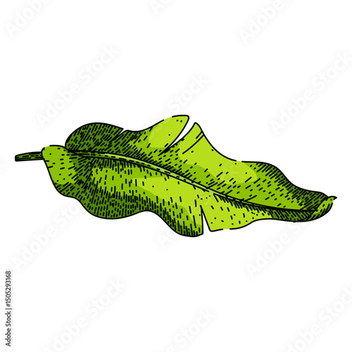 cuisine banana leaf sketch hand drawn vector