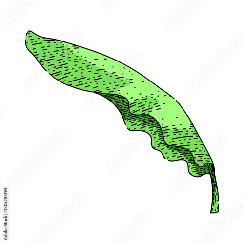 ecofriendly banana leaf sketch hand drawn vector