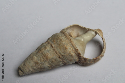 Terebralia palustris seashell isolated on a white background 
