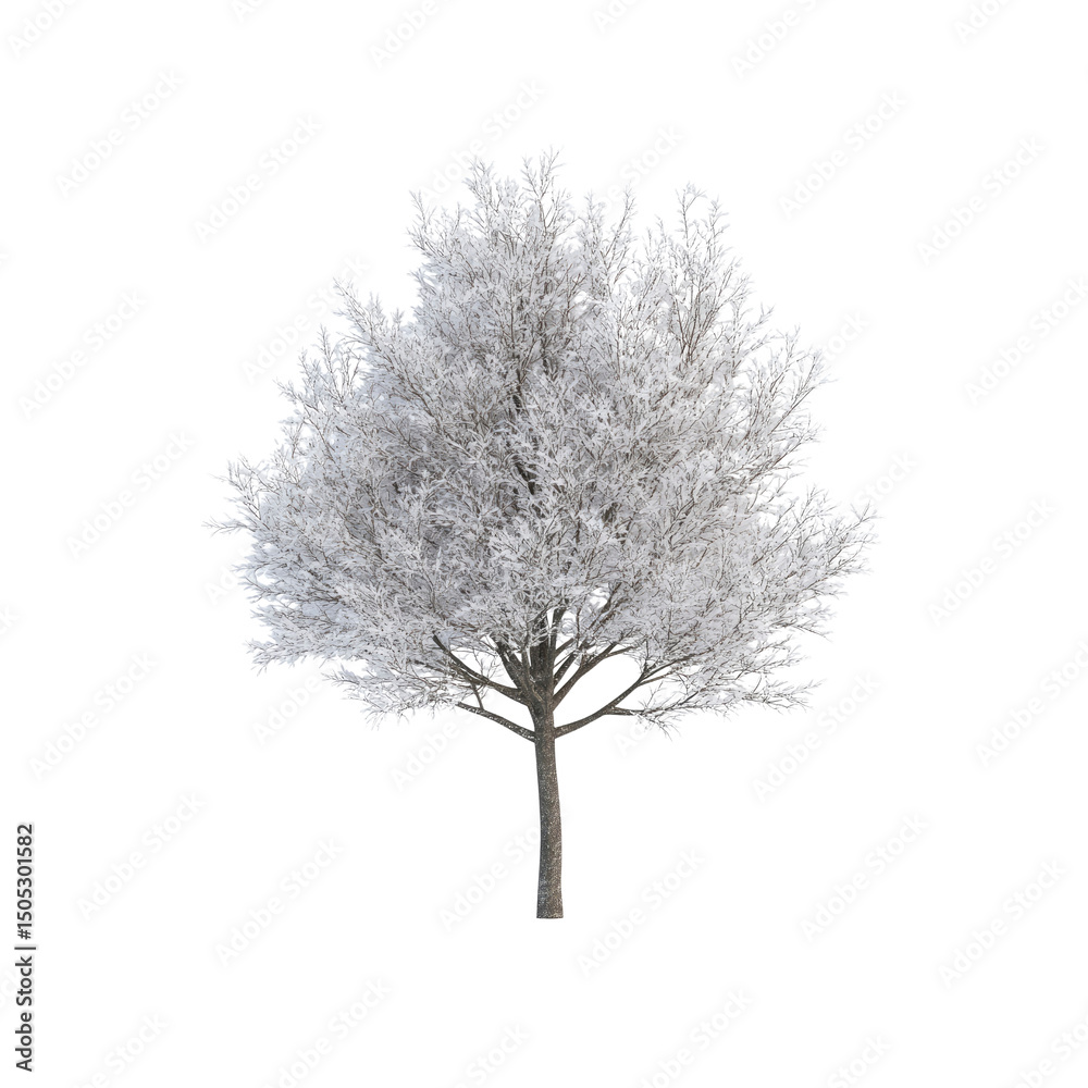 Obraz premium Snow-Covered Deciduous Tree in Winter