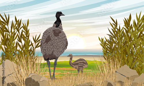 A mother emu and her chick walking along the coast. Realistic vector landscape