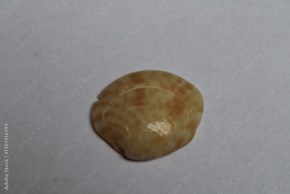 Obraz premium Beautiful seashell isolated on a white background. Sea shell on white. Mussel, mollusc 