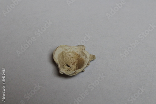 Billede på lærred Ostrea oyster seashell isolated on a white background