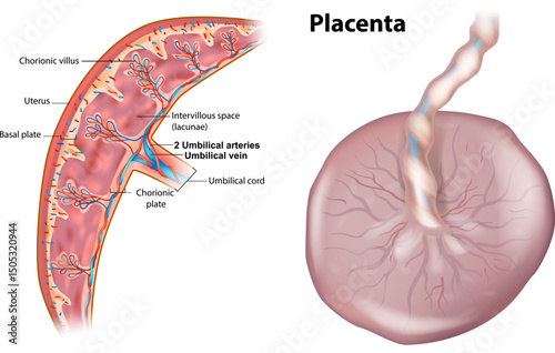 Medical Illustration of Human Placenta Cross-Section and Structure. Anatomy of the Placenta with Umbilical Cord. Detailed Diagram of Placenta with Chorionic Villi and Umbilical Vessels