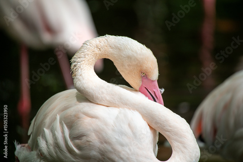 フラミンゴ