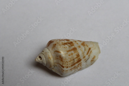 Seashell isolated on white. Strombus lentiginosus isolated on a white background 
