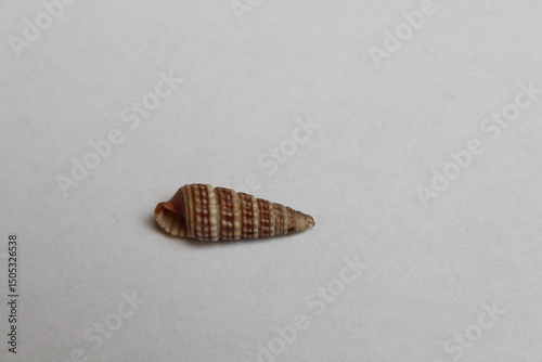 Terebralia palustris seashell isolated on a white background 
