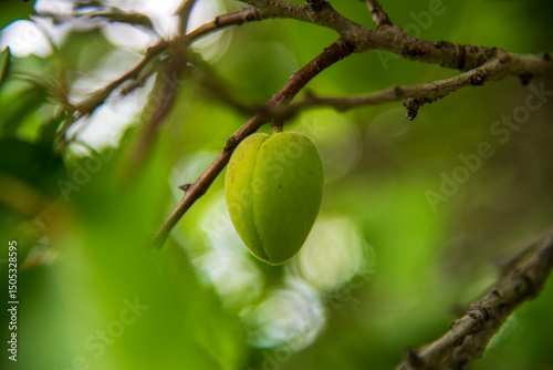 Green apricot on a tree