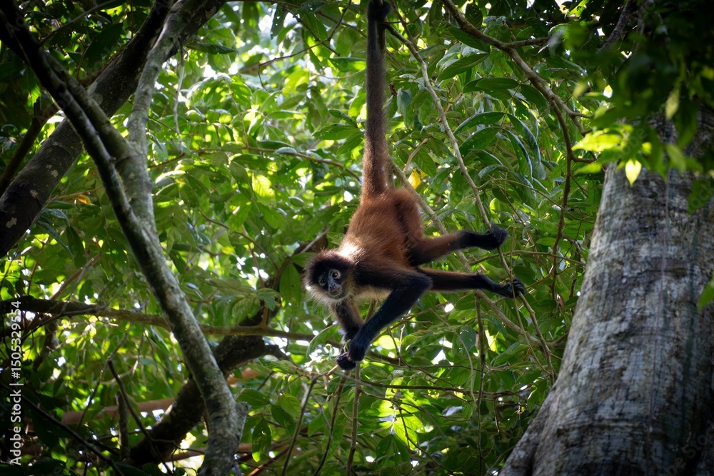 Fototapeta premium Spider Monkey in Lush Jungle