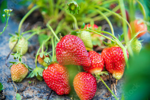 Delicious ripe strawberries in the garden
