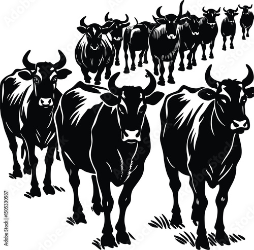 cattle herd walking together