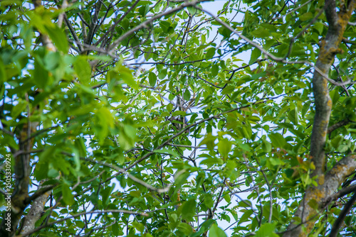 A squirrel hides in its natural habitat, a squirrel on a walnut tree