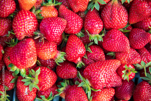 Freshly harvested delicious organic strawberries.