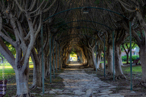 Park path tunnel formed by arched trees with dramatic light at the end. Konyaaltı, Antalya, Turkey. Autumn evening.