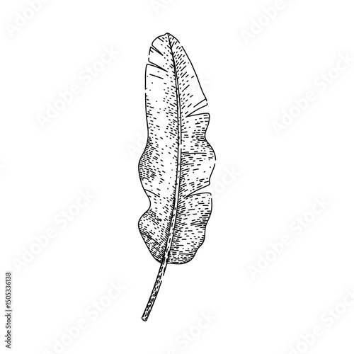 biodegradable banana leaf sketch hand drawn vector