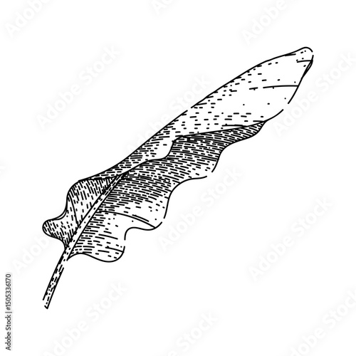 tropical banana leaf sketch hand drawn vector