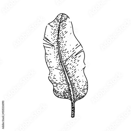 plate banana leaf sketch hand drawn vector