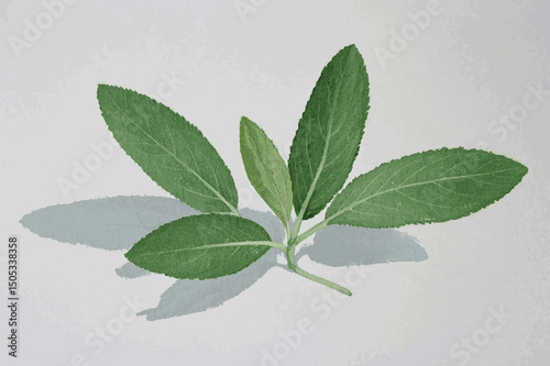 Botanical Wisdom in Wash herb sage isolated watercolor vector illustration svg