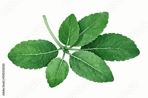 Silvery Sage Brushstrokes herb sage isolated watercolor vector illustration svg