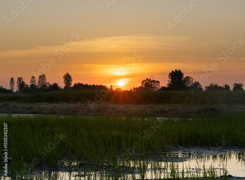 A scenic landscape of rice field in Thailand at golden sunset and twilight sky with coloud during plantation period with full of water in the field surrounded with 