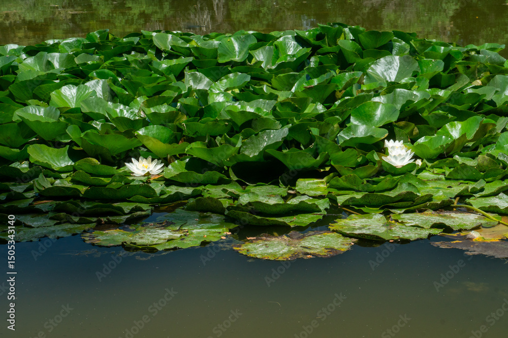 Large green lily pads cover the pond surface with two white water lilies in bloom. Calm water reflects the greenery, evoking serenity and untouched aquatic nature, Nymphaea alba Large green lily pads cover the pond surface with two white water lilies in bloom. Calm water reflects the greenery, evoking serenity and untouched aquatic nature, Nymphaea alba