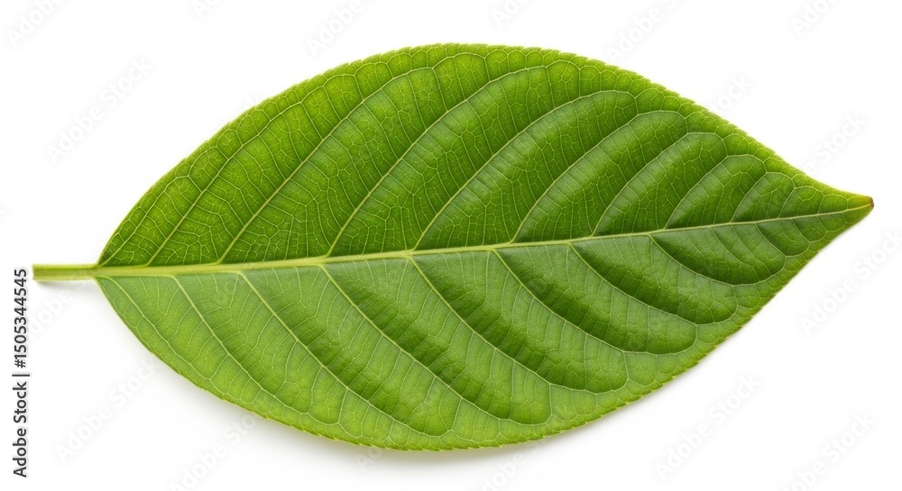 Obraz premium Single green leaf with visible veins