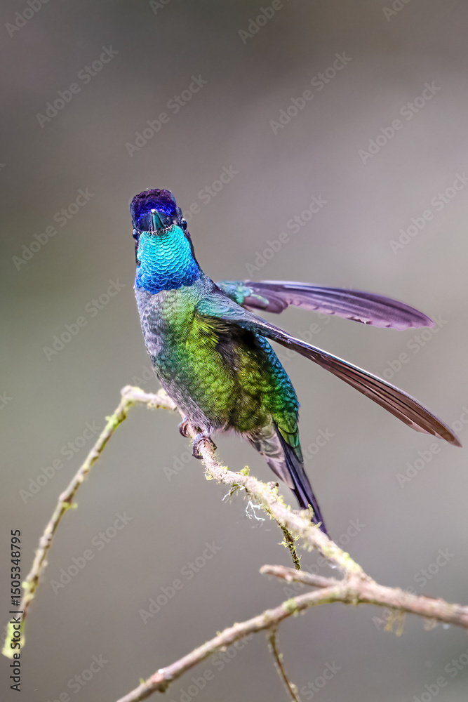 Fototapeta premium The Talamanca hummingbird or admirable hummingbird, Eugenes spectabilis