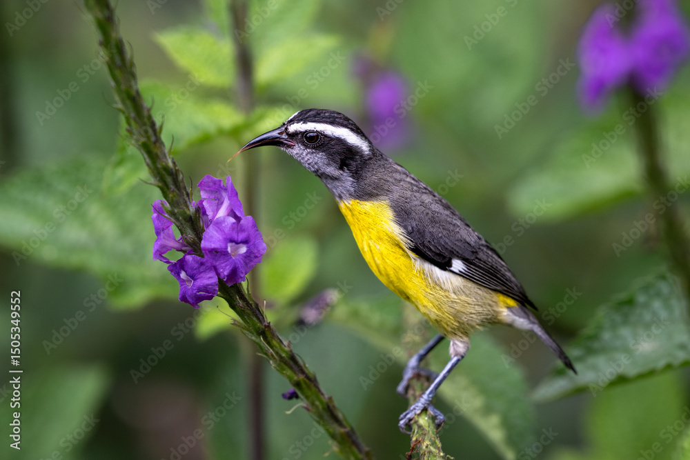 Obraz premium The bananaquit, Coereba flaveola on purple flower. Tanager family Thraupidae