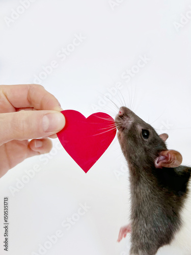 A curious pet rat sniffs a red heart cutout held by a hand against a white background