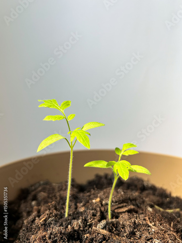 Two young green seedlings grow in rich soil inside a pot, lit by natural daylight.